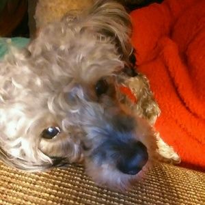 Meet your Posher, Arnesia